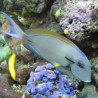 Acanthurus nigricauda 7-9 cm